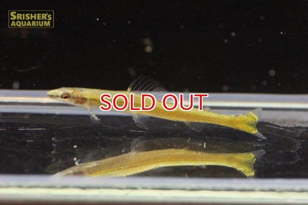 画像5: スーパーグリーンダータテトラ（リオプレト） (5)