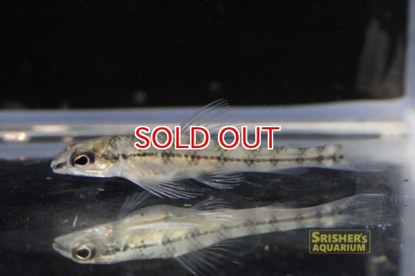 画像2: ストロングストリームダータテトラ・バンデッド（リオイサナ） (2)