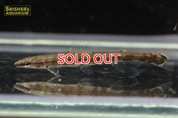 画像4: スーパーグリーンダータテトラ（リオプレト） (4)