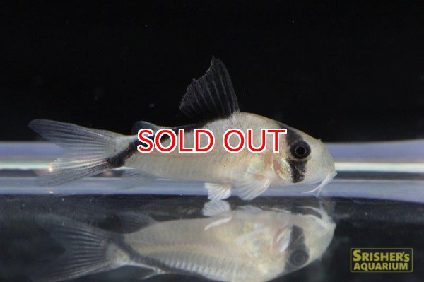 画像3: コリドラス・スプレマメリーニ（ＳＭ） (イサナ上流) (Ａ産地個体)　 (3)