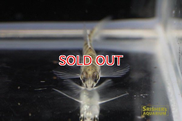 画像4: ストロングストリームダータテトラ・バンデッド（リオイサナ） (4)