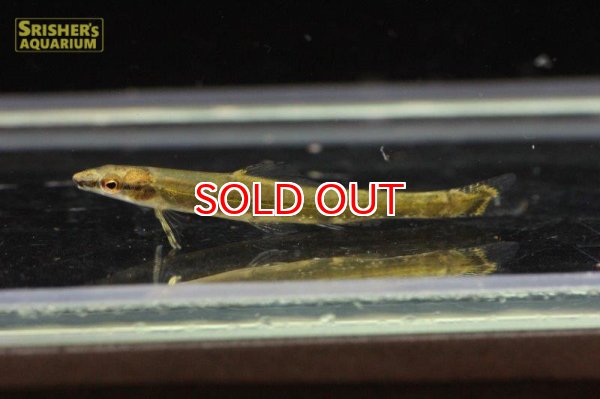 画像2: スーパーグリーンダータテトラ（リオプレト） (2)