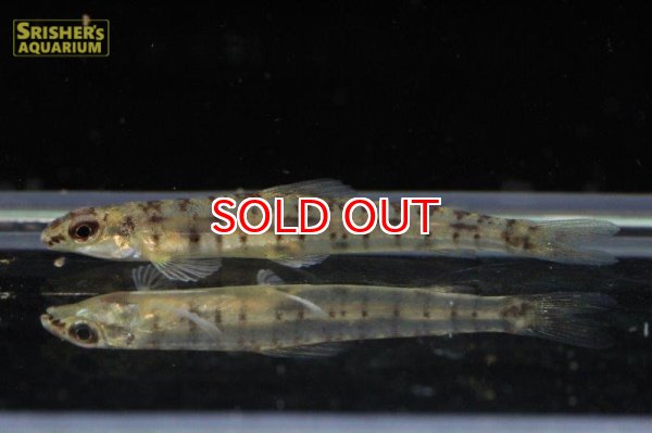 画像2: レッドポインテッドダータテトラ（リオプラナ） (2)