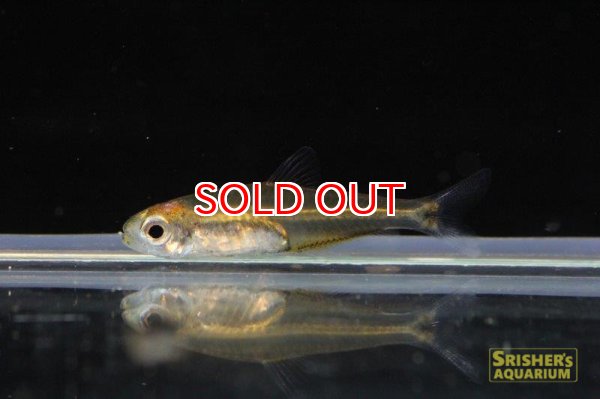 画像2: イエローグラステトラ（リオグァロホ） (2)