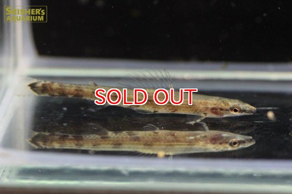 画像3: スーパーグリーンダータテトラ（リオプレト） (3)