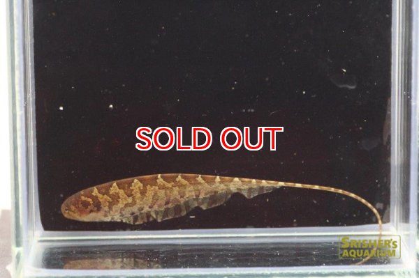 画像2: リーフナイフフィッシュ（リオムコ）１匹のみ (2)