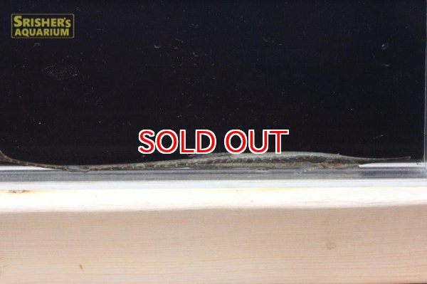 画像2: ファロエラ・ｓｐ・リオグァロホ（Ｍ－Ｌ） (2)