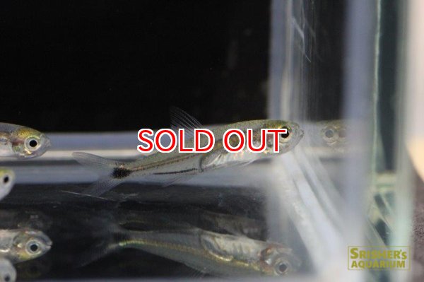 画像4: ワイルドカラシン・ｓｐ・ロングボディグラステトラ（イサナ） (4)