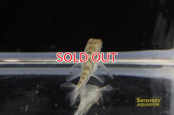 画像3: ストロングストリームダータテトラ・バンデッド（リオイサナ） (3)