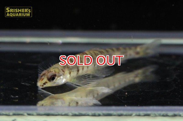 画像3: レッドポインテッドダータテトラ（リオプラナ） (3)