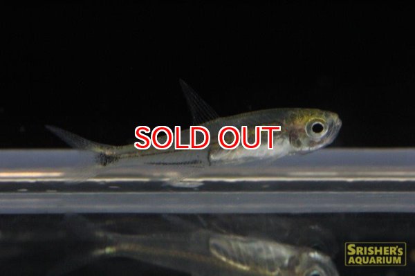 画像2: ワイルドカラシン・ｓｐ・ロングボディグラステトラ（イサナ） (2)