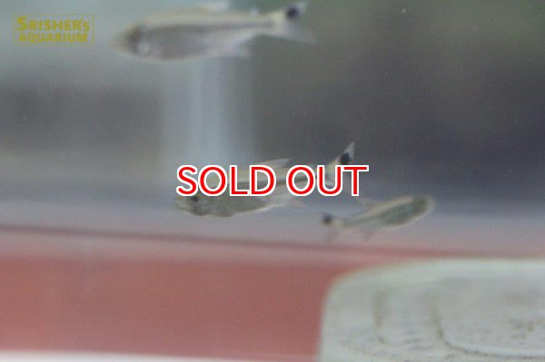 画像6: ワイルドカラシン sp. ブラックトップテール ３匹（リオイサナ） (6)