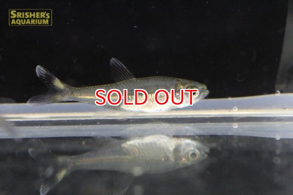 画像3: ワイルドカラシン sp. ブラックトップテール ３匹（リオイサナ） (3)