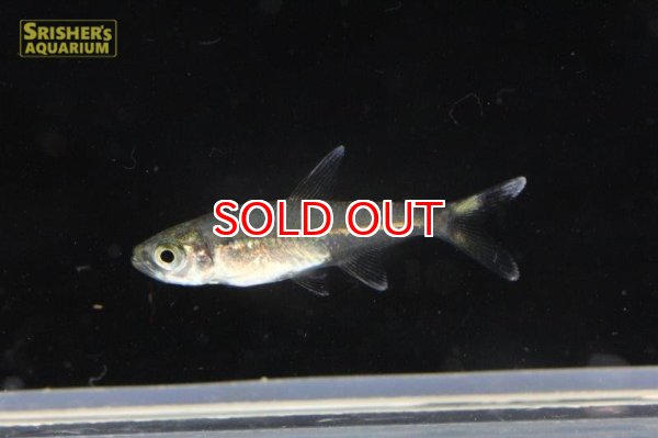 画像4: ワイルドカラシン sp. ブラックトップテール ３匹（リオイサナ） (4)