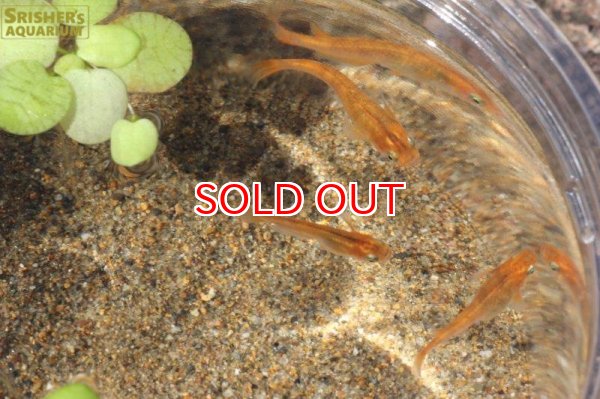 画像2: 日本産メダカ ブチメダカ (国産) (2)