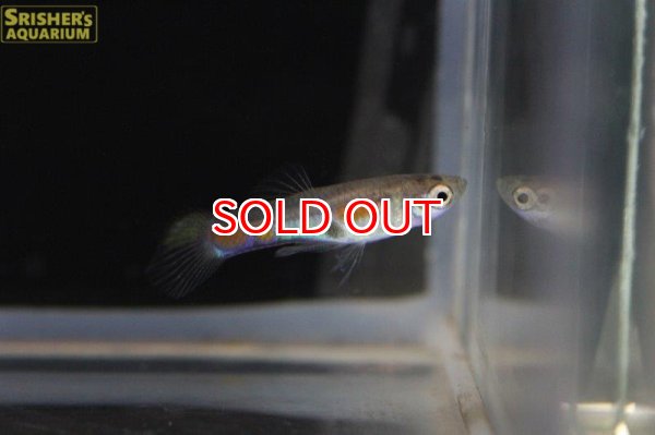 画像3: ワイルドグッピー（リオムコ）（国産ブリード）（ペア） (3)