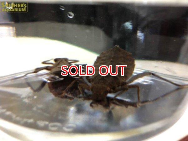 画像2: コオニヤンマのヤゴ (千葉県産） (2)