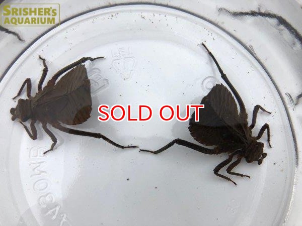 画像3: コオニヤンマのヤゴ (千葉県産） (3)