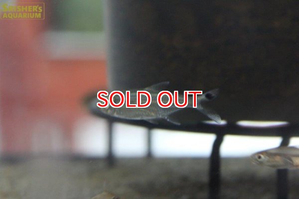 画像2: ワイルドカラシン sp. ブラックトップテール ３匹（リオイサナ） (2)