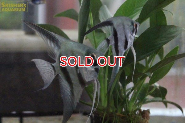 画像2: 国産ブルーエンゼル (2)