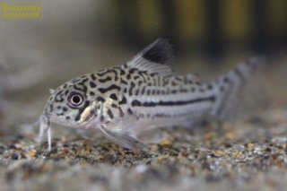 コリドラスの仲間 Corydoras スリッシャーズ アクアリウム 熱帯魚通販 熱帯魚専門店