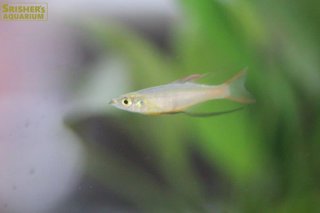 レインボーフィッシュの仲間 - Rainbow fish - スリッシャーズ