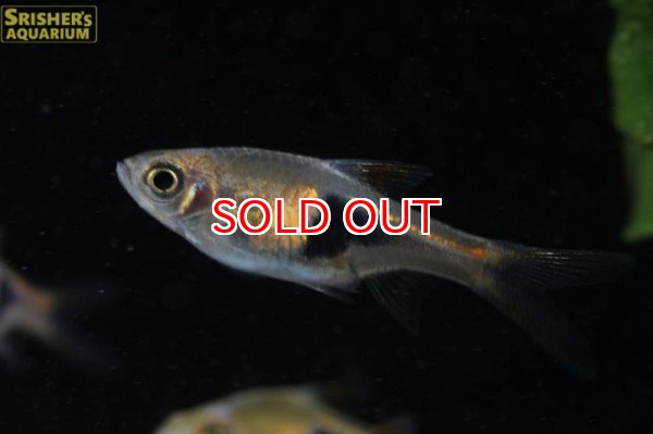 画像2: ラスボラ　ヘテロモルファ (2)