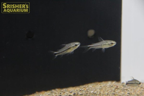 画像2: コリドラス ピグミー（ブリード） (2)