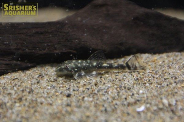 画像2: パラオトシン　ハロルドイ (2)