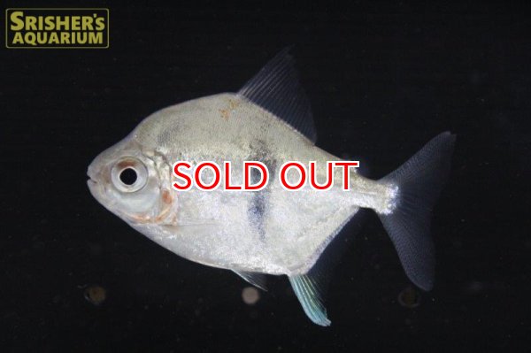 画像2: ブラックバンデッドメチニス（コロンビア） (2)