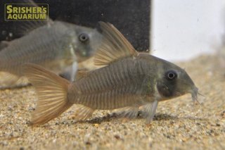 コリドラスの仲間 - Corydoras-｜スリッシャーズ アクアリウム
