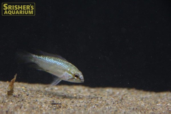 画像4: アピストグラマ　トリファスキアータ　(ブリード)  (4)