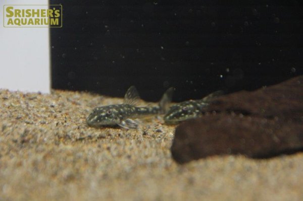 画像5: パラオトシン　ハロルドイ (5)