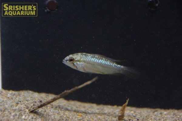 画像5: アピストグラマ　トリファスキアータ　(ブリード)  (5)