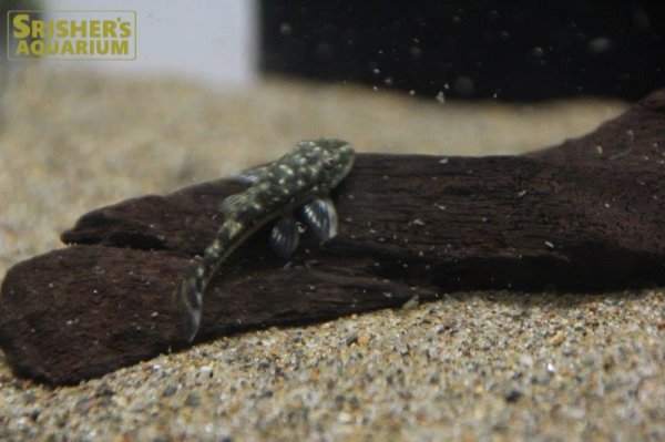 画像3: パラオトシン　ハロルドイ (3)