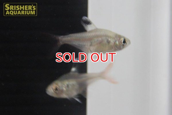 画像2: ハイフェソブリコン ハラルドシュルツィ （リオジュマ） (2)