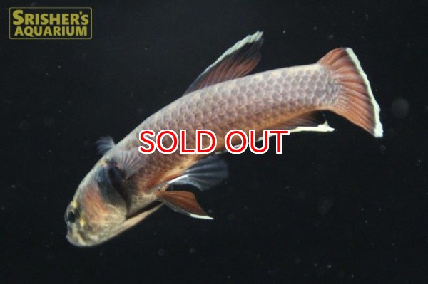 画像3: ワイルドベタ アルビマルギナータ "MALINAU"（ペア） (3)