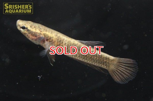 画像4: ワイルドベタ アルビマルギナータ "MALINAU"（ペア） (4)