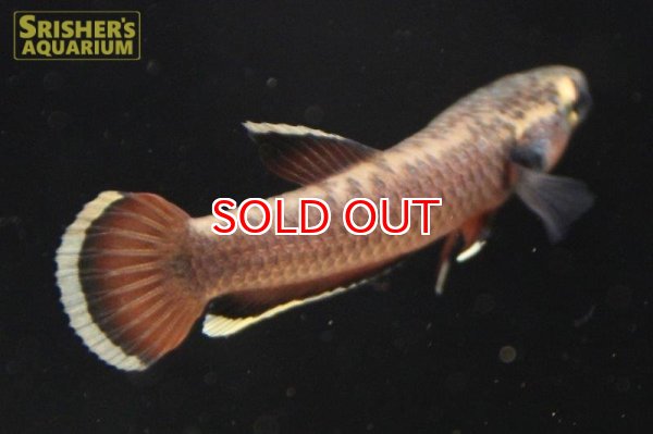 画像2: ワイルドベタ アルビマルギナータ "MALINAU"（ペア） (2)