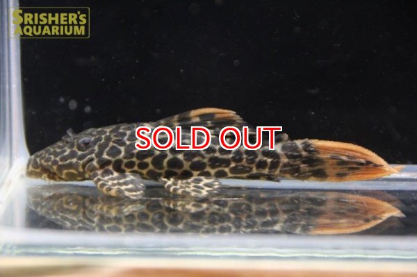 画像3: オレンジフィンレオパードトリムプレコ (3)