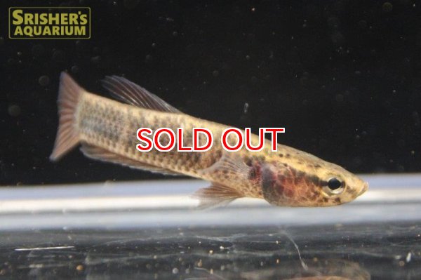 画像6: ワイルドベタ アルビマルギナータ "MALINAU"（ペア） (6)