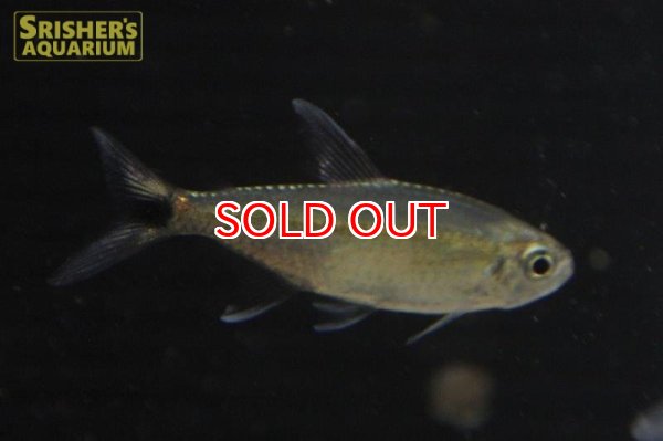 画像3: ヘミグラムス グラキリス "パラナイーバ" (3)