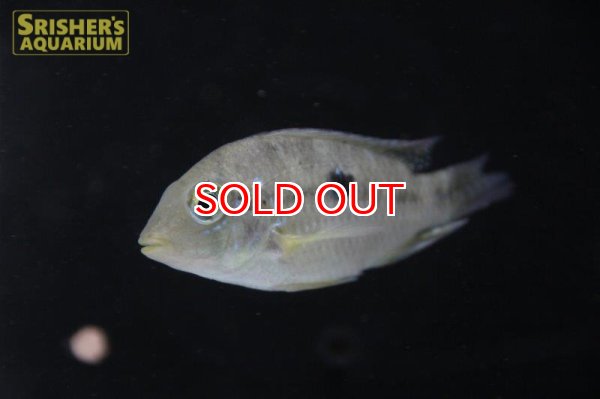 画像4: ゲオファーガス ブラジリエンシス "マジェ" (4)