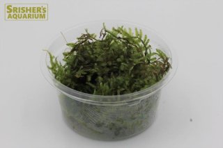 コケ・流木-｜スリッシャーズ アクアリウム