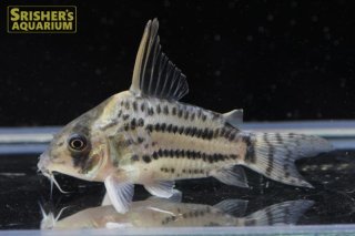 コリドラスの仲間 Corydoras スリッシャーズ アクアリウム 熱帯魚通販 熱帯魚専門店 Page 2