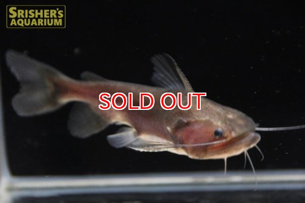 画像2: バトラクスキャット (2)