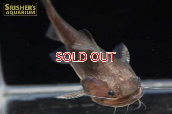 画像4: バトラクスキャット (4)