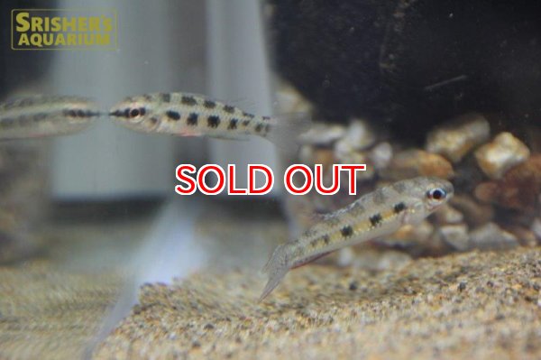 画像3: チェッカーボードシクリッド (ペア) (3)