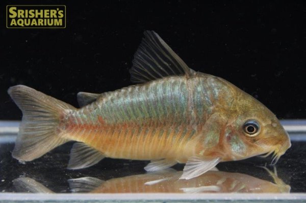 画像1: コリドラス　パンタナルエンシス　WILD (1)