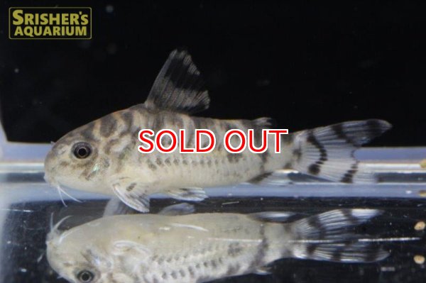 画像2: コリドラス・ゼブリーナ "LUNA" n-1 2017 WILD F1 CW111 お客様感謝価格！！ (2)